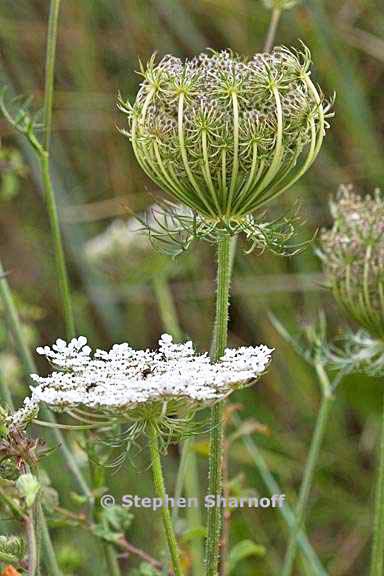 daucus carota